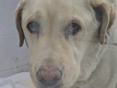 肉が腐って虫が…韓国のサービスエリアで瀕死の犬が発見される、首輪をしたまま放置