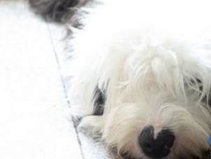 「迷子になった愛犬が食べられた…」飼い主を横目に近隣住人が“犬食パーティー”の恐怖